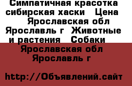 Симпатичная красотка сибирская хаски › Цена ­ 1 - Ярославская обл., Ярославль г. Животные и растения » Собаки   . Ярославская обл.,Ярославль г.